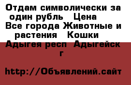 Отдам символически за один рубль › Цена ­ 1 - Все города Животные и растения » Кошки   . Адыгея респ.,Адыгейск г.